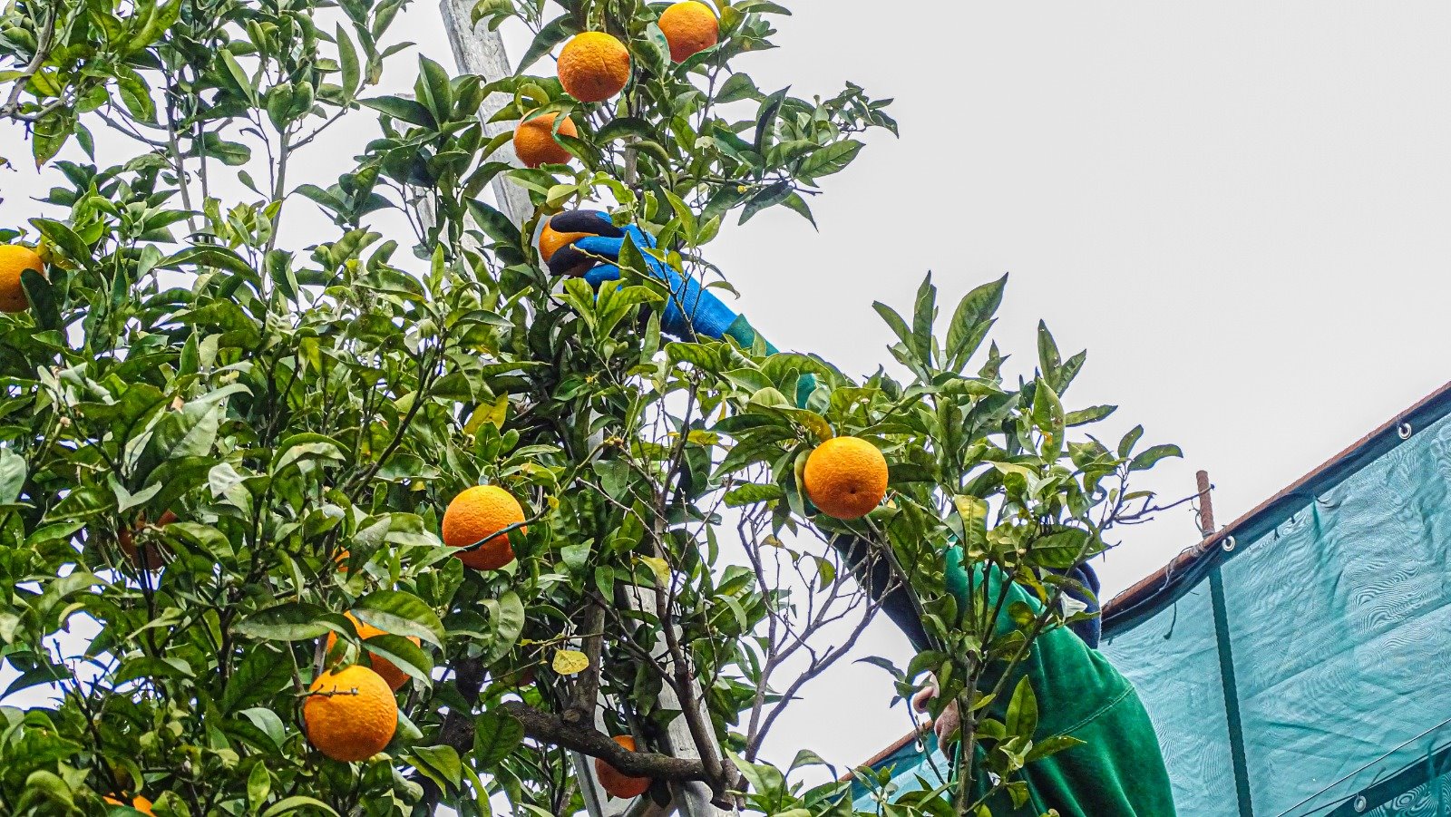 Positano Notizie O Purtuallo A Sorrento La Presentazione Del