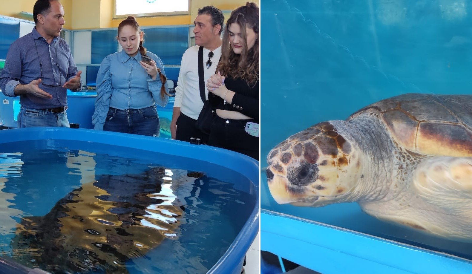 Positano Notizie Salvaguardia Delle Tartarughe Marine Incontro