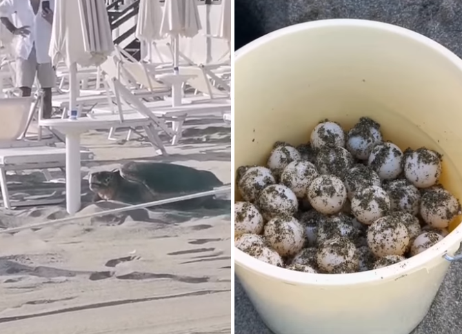 Positano Notizie Tartaruga Depone Le Uova Sulla Spiaggia Di Camerota