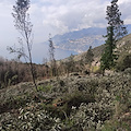 A Maiori, alberi tagliati preoccupano gli amanti della natura e dell'ambiente /Foto /Video