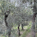 A Sorrento ordinanza per la tenuta del verde privato, dei fondi agricoli e dei manufatti prospicienti sulle aree pubbliche