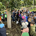 A Sorrento torna la tradizionale Festa degli Alberi con gli alunni delle prime classi 