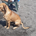 Abbandonata in spiaggia a Napoli, Chanel accudita dai bagnanti in attesa di una famiglia che la adotti