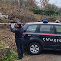 Abbattuto bosco querce nell'Avellinese: donna denunciata per danno ambientale