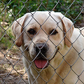 Adotta un cane e hai lo sconto sulla TARI: l'iniziativa a Battipaglia 