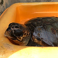 Amalfi, una tartaruga Caretta Caretta salvata dalla Guardia Costiera /Foto