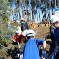 Ambiente, a Sorrento il rimboschimento della pineta che guarda Li Galli dall'alto