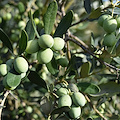 Andria, rinvenute 1.200 kg di olive di provenienza furtiva: ricavato donato in beneficenza