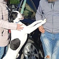 Asso, il cane abbandonato a Tramonti trova casa grazie all'ENPA e al Comitato Dragonea 