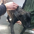 Battipaglia, sottratti a senzatetto due cani vittime di maltrattamenti