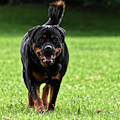 Bevagna, rottweiler scavalca recinzione ed aggredisce bimbo di 5 anni 