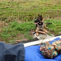 Bocconi avvelenati sulla ciclabile per Offanengo, a scovarle ci pensa il cane "carabiniere" 