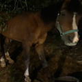 Brutto incidente a Roccadaspide, cavallo si precipita in strada e sfonda il parabrezza di un'auto