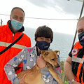 Cagnolino salvato da turista straniera con la collaborazione della P.A. Resilienza Costiera Amalfitana /foto