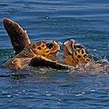 Camerota, schiusa Caretta Caretta: nate 49 tartarughe