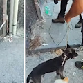 Cane abbandonato e legato a un palo sotto il sole: dipendenti di "Napoli Servizi" e cittadini si mobilitano per salvarlo