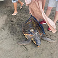 Caretta caretta ferita a Sorrento, la prognosi è riservata