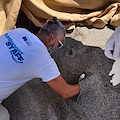 Caretta caretta, tentativo di nido sulla spiaggia dei Maronti 