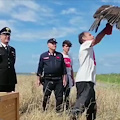 Catturata e tenuta in gabbia, Aquila del Bonelli torna in libertà grazie ai carabinieri di Palermo