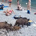 Cinghiali fra i bagnanti, curioso avvistamento nella spiaggia di San Fruttuoso di Camogli