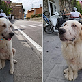 Cucciola segnalata a Praiano, si pensa abbia partorito di recente. Si cerca eventuale proprietario 