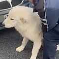 Cucciolo di cane salvato il sulla SS268, Borrelli: «Dopo la crudeltà su Leone, avevamo bisogno di una bella storia»