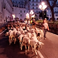 Da Erchie ad Agerola in una notte, in Costa d'Amalfi si ripete la transumanza [FOTO]