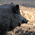 Fauna selvatica e peste suina, predisposto protocollo di gestione in Campania