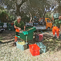 "Festa contadina", a Sorrento raccolta delle olive ai Bagni della Regina Giovanna: iniziativa aperta a cittadini e turisti