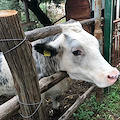 Finti pascoli sugli alpeggi lombardi, truffe nella sanità in Friuli: la condanna dalle pagine di Terroni di Pino Aprile