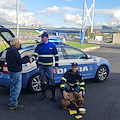 Firenze, cagnolina smarrita in autostrada: polizia la salva e la riconsegna al proprietario 