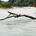 Fontaniva, ragazzi travolti dal fiume Brenta: uno si aggrappa ad un tronco per salvarsi 