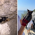 Gatti destinati ad una vita randagia salvati dall'associazione Positano SOS Animali con l'aiuto di Fabio Fusco /Foto