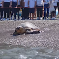 Gioia a Meta di Sorrento, la tartaruga Nicolantonio torna in mare dopo le cure / VIDEO 