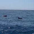 I delfini tornano a dare spettacolo nelle acque al largo di Punta Campanella