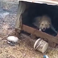 Incendio a Battipaglia, a pochi passi dalle fiamme un cane legato ad un albero: salvato 