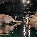 L'ultimo viaggio della balena è verso Napoli, dopo l'autopsia tornerà a Sorrento in un museo /Foto Antonino Maresca