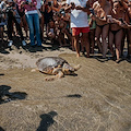 Lacco Ameno, restituite al loro habitat naturale tre tartarughe marine Caretta caretta 