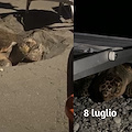 Maiori: caretta caretta tenta nuovamente di nidificare ma viene disturbata. Adesso si perlustra Cavallo Morto