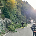 Maiori, rami rischiano di cadere lungo la SS 163: abbattuti dai vigili del fuoco / FOTO