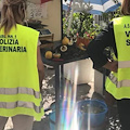 Napoli, polizia sequestra 540 chili di prodotti ittici in una ristopescheria