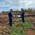 Nel Casertano estirpato un'intero bosco in area sottoposta a vincolo 