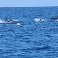 Oltre 200 stenelle nell'Area Marina Protetta Regno di Nettuno: le foto dei ricercatori di Oceanomare Delphis Onlus