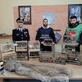 Operazione antibracconaggio nel Napoletano: tre denunce per detenzione illegale di specie protetta (cardellini)