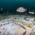 Parco sommerso di Baia: un meraviglioso pavimento marmoreo al centro dell'ultimo lavoro di restauro subacqueo