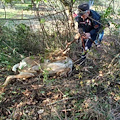 Passignano, daino resta impigliato nel fino spinato: salvato dai forestali 