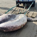 Pesce Luna da record, sulla spiaggia di Cesenatico un esemplare da una tonnellata