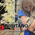 Piano di Sorrento, gattina si lancia in un vuoto per sfuggire ai cani. Fabio Fusco e Antonino De Simone protagonisti del rocambolesco salvataggio /foto /video