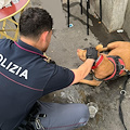 Picchia e getta il proprio cane in un cassonetto, senza fissa dimora denunciato a Roma 