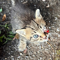 "Positano Animali" si mobilita per Chicco: il gattino con trauma all'occhio cerca una famiglia 